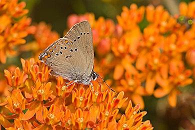 高盛下调任天堂评级 华尔街预期降至6年最低