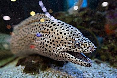 《解限机》玩家好评热议浴室系统 朦胧美感缓解战斗压力